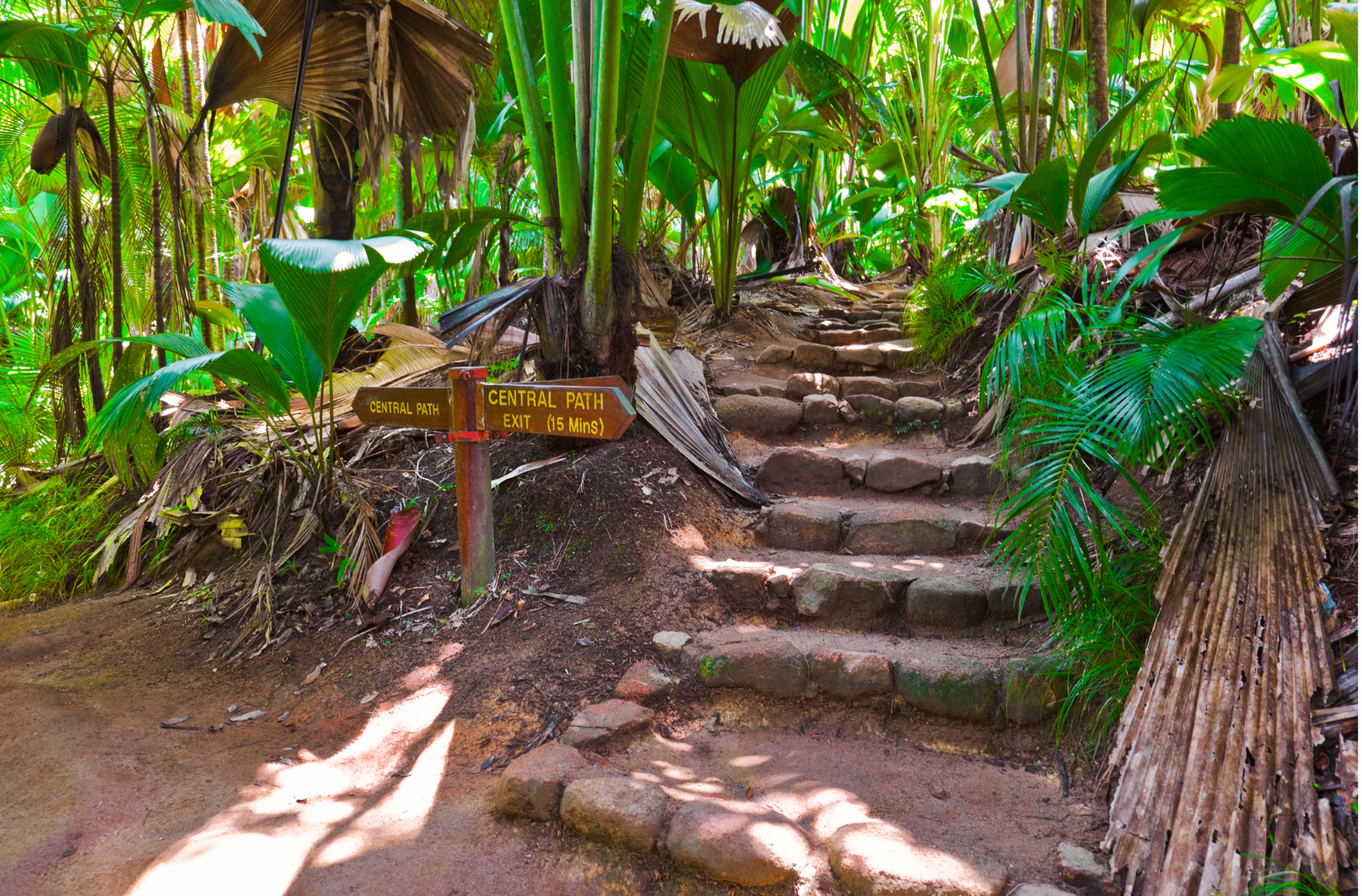 Vallee de Mai Nature Reserve